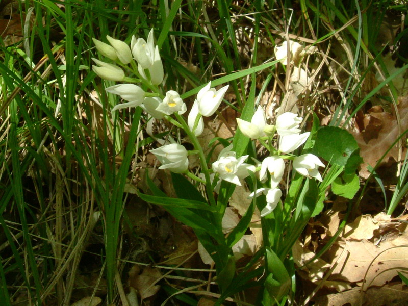 Cephalanthera longifolia